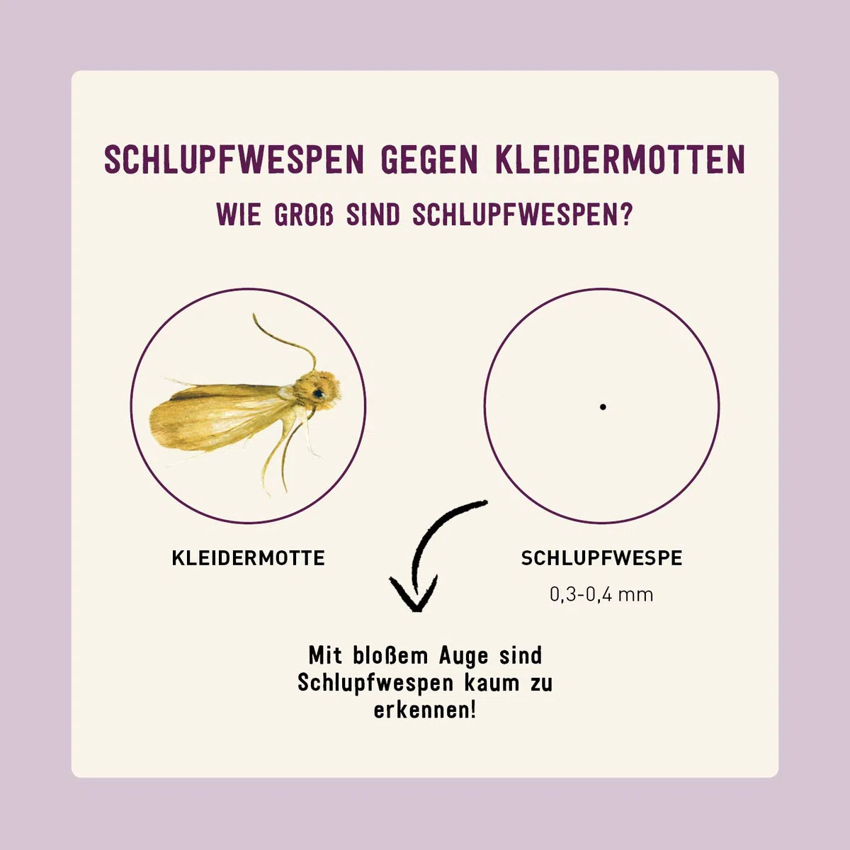 Plantura Schlupfwespen gegen Kleidermotten, Komplett-Lösung mit 12 Karten (3 Karten à 4 Lieferungen) - hochwirksame & nachhaltige Bekämpfung, Alternative zu Mottenkugeln