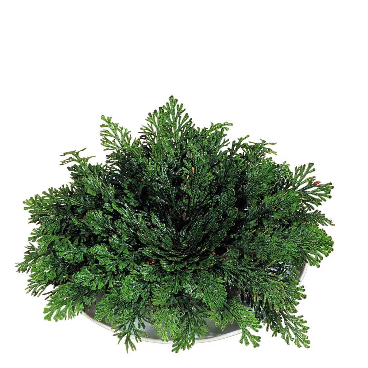 deeel basics Rose von Jericho, ewige Wüstenrose