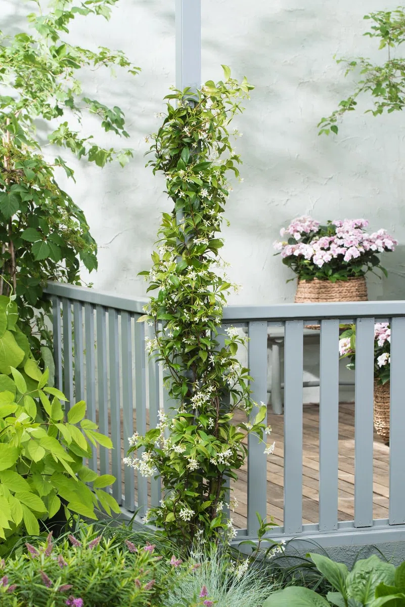 Sternjasmin 110-120 cm im 2L Topf (1, Weiß)